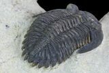 Brown Hollardops Trilobite - Foum Zguid, Morocco #125184-5